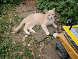 Lost Male Cat last seen Weiser and w Douglass st, Reading, PA 19601