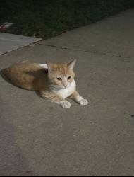 Found/Stray Unknown Cat last seen Potomac and Washtenaw, Chicago, IL 60622