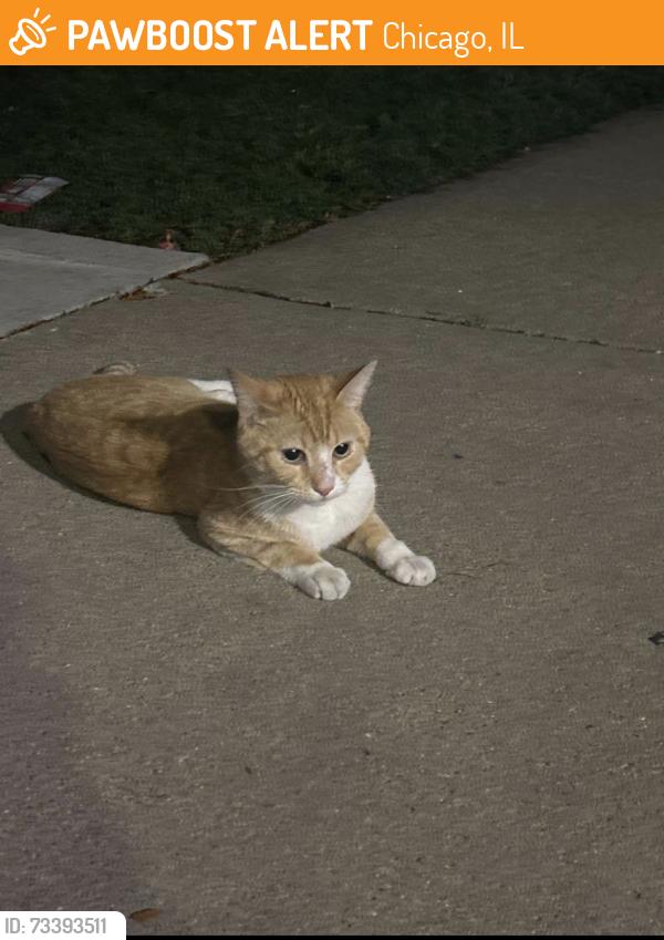 Found/Stray Unknown Cat last seen Potomac and Washtenaw, Chicago, IL 60622