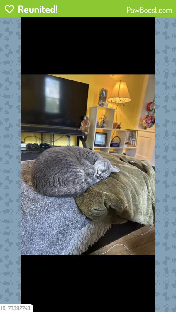Reunited Female Cat last seen Church St, Putnam, CT, USA, Putnam, CT 06260