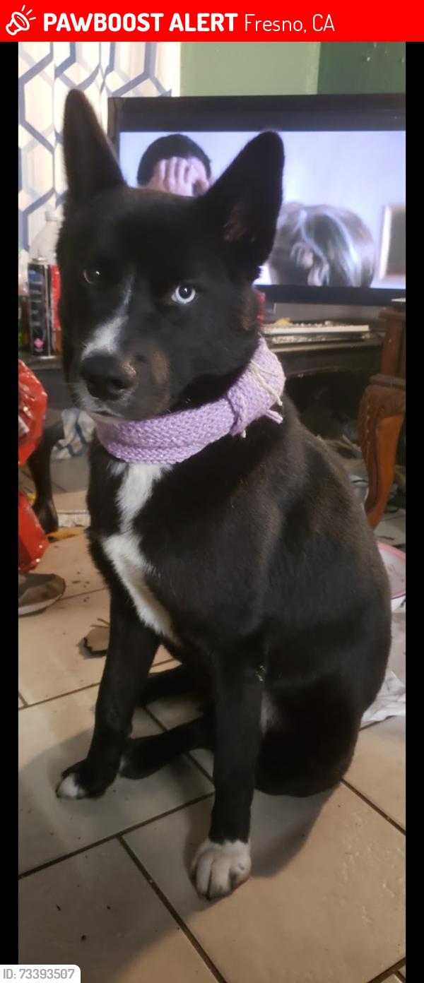 Lost Male Dog last seen Clinton Ave and Weber Ave, Fresno, CA 93705