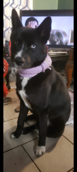 Lost Male Dog last seen Clinton Ave and Weber Ave, Fresno, CA 93705
