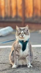 Reunited Male Cat last seen E remington dr, Sunnyvale Saratoga Rd, crescent dr, E Fremont Av., Sunnyvale, CA 94087