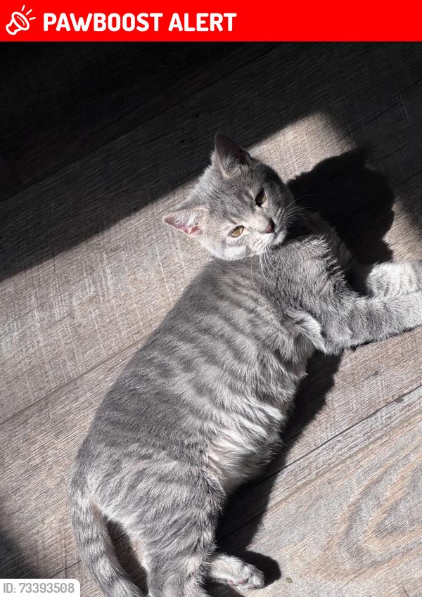 Lost Female Cat last seen Cimarrom and Cucharras, Colorado Springs, CO 80905