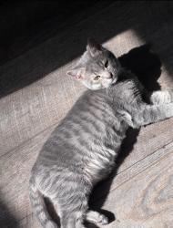 Lost Female Cat last seen Cimarrom and Cucharras, Colorado Springs, CO 80905