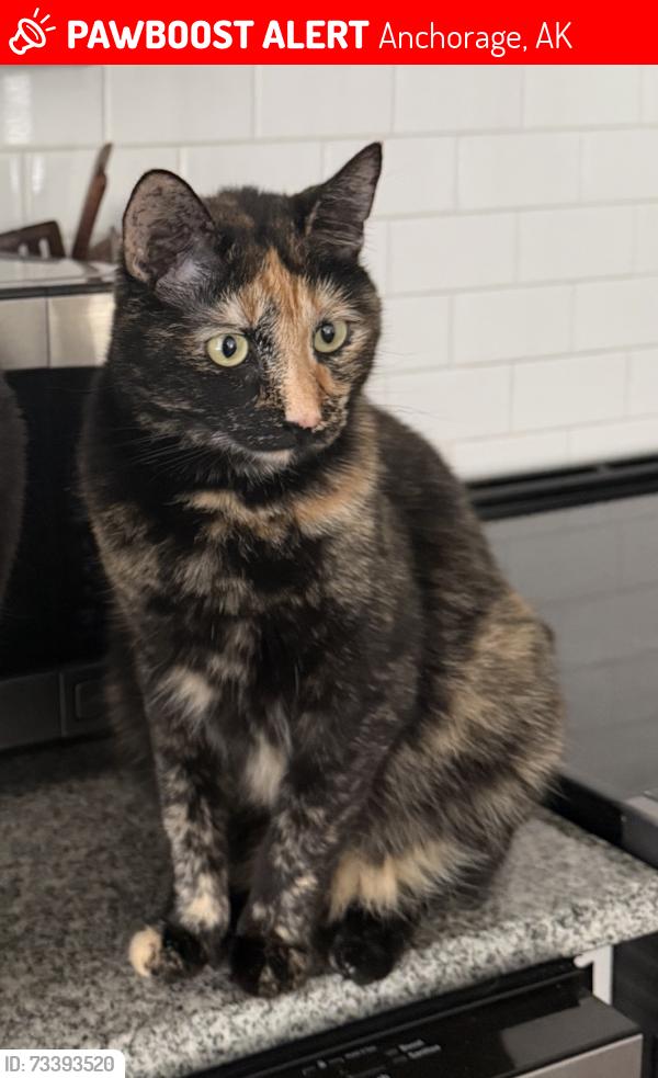 Lost Female Cat last seen Near Wintergreen & Debarr, Anchorage, AK 99508