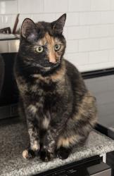 Lost Female Cat last seen Near Wintergreen & Debarr, Anchorage, AK 99508