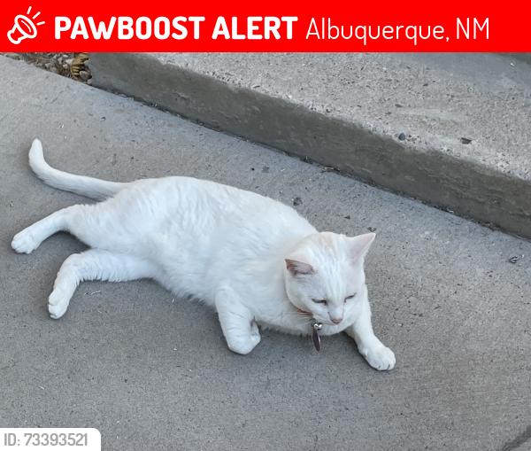 Lost Male Cat last seen Zia elementary, Albuquerque, NM 87108