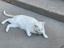 Lost Male Cat last seen Zia elementary, Albuquerque, NM 87108