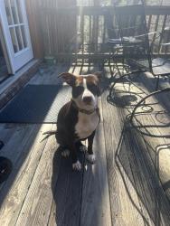 Reunited Female Dog last seen Near the Costco in Ringgold Ga, Catoosa County, GA 30736