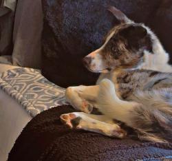 Lost Female Dog last seen Spain Ne and Rawlings, Albuquerque, NM 87111