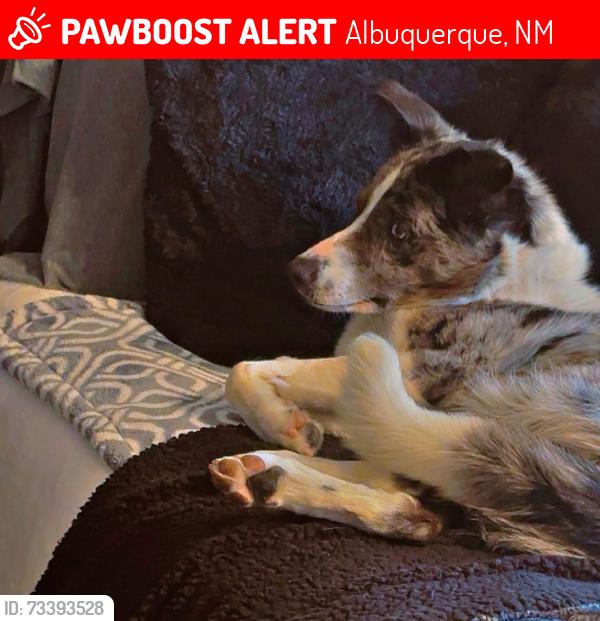 Lost Female Dog last seen Spain Ne and Rawlings, Albuquerque, NM 87111