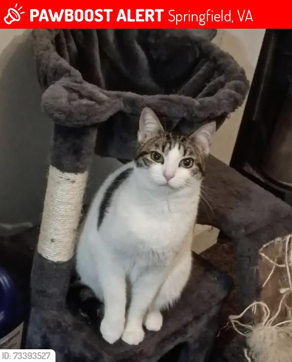 Lost Female Cat last seen Husky lane and Heming Avenue, Springfield, VA 22151