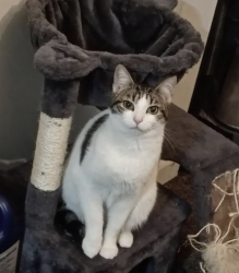 Lost Female Cat last seen Husky lane and Heming Avenue, Springfield, VA 22151