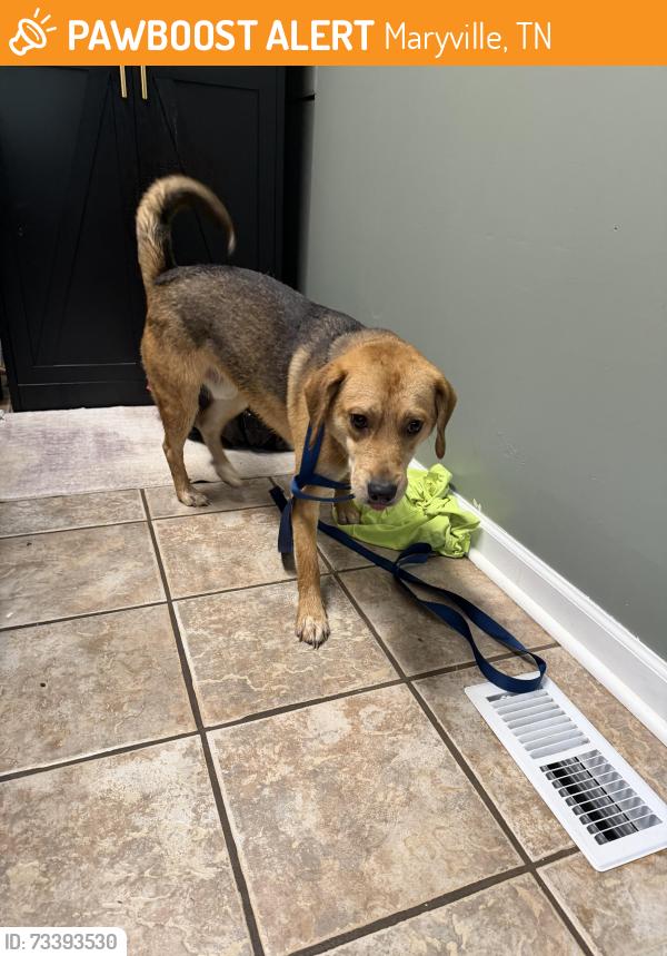 Found/Stray Male Dog last seen Hwy 129/Southside Dr., Maryville, TN 37801