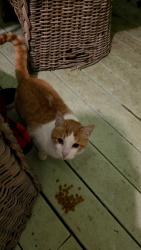 Found/Stray Unknown Cat last seen 102nd st e, Midland, WA 98445