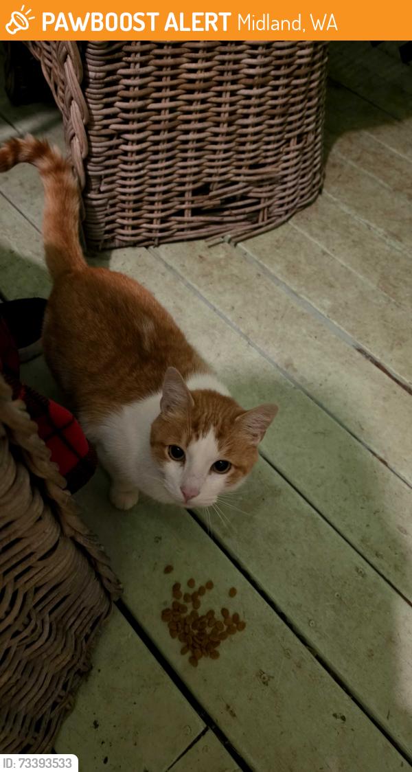 Found/Stray Unknown Cat last seen 102nd st e, Midland, WA 98445
