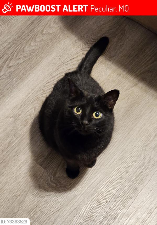 Lost Female Cat last seen Elm & School Rd, Peculiar, MO 64078