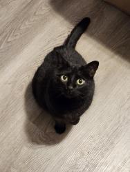 Lost Female Cat last seen Elm & School Rd, Peculiar, MO 64078