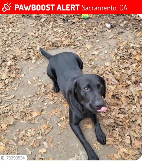 Lost Male Dog last seen Near alamos ave Sacramento, Sacramento, CA 95815