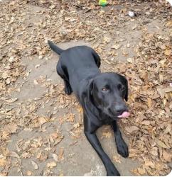 Lost Male Dog last seen Near alamos ave Sacramento, Sacramento, CA 95815