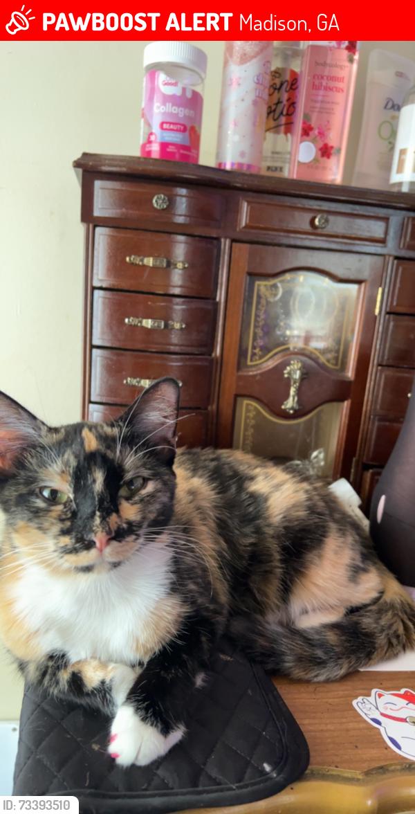 Lost Female Cat last seen Eatonton Rd, Madison, GA 30650