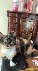 Lost Female Cat last seen Eatonton Rd, Madison, GA 30650