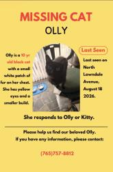Lost Female Cat last seen 38th street and highschool road, Indianapolis, IN 46224
