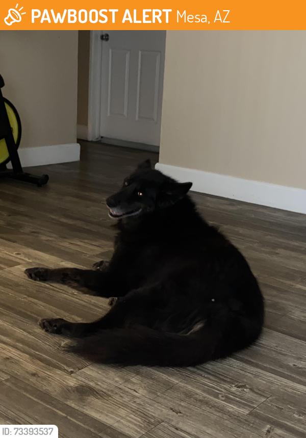 Found/Stray Male Dog last seen Mesa az, Mesa, AZ 85201