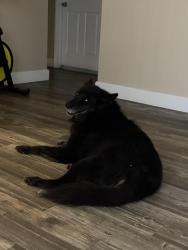 Found/Stray Male Dog last seen Mesa az, Mesa, AZ 85201