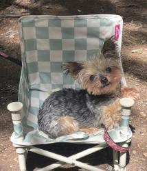 Reunited Female Dog last seen Walton St and 144th St, Beaverton, OR 97006