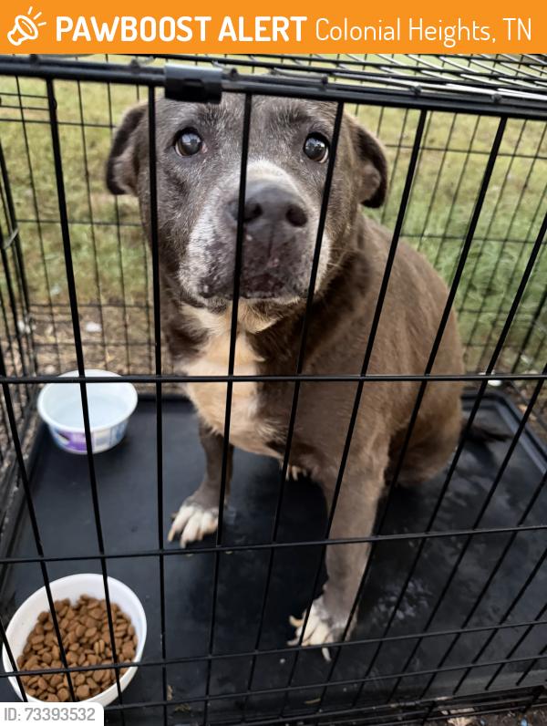 Found/Stray Female Dog last seen In the Taco Bell parking lot near Ingles, Colonial Heights, TN 37663