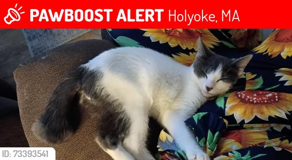 Lost Male Cat last seen Near center st, Holyoke, MA 01040