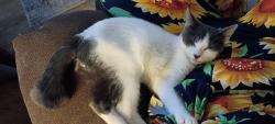 Lost Male Cat last seen Near center st, Holyoke, MA 01040
