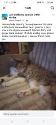 Lost Male Cat last seen Victoria park St james road, West Northamptonshire, England NN5 5DP