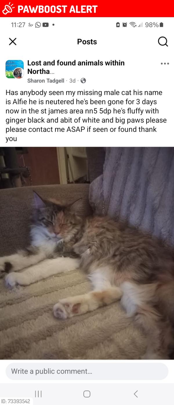 Lost Male Cat last seen Victoria park St james road, West Northamptonshire, England NN5 5DP