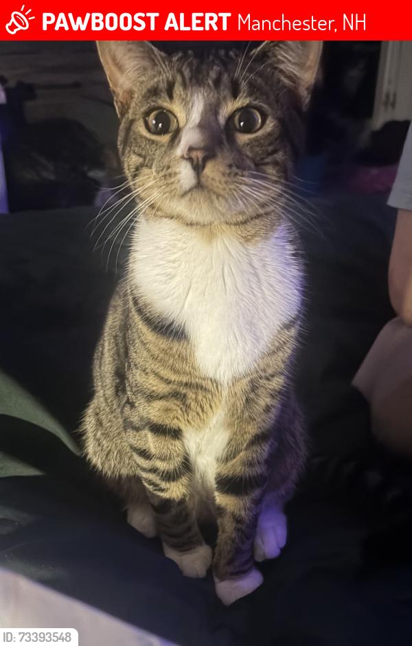 Lost Male Cat last seen Parker-Varney elementary school, Manchester, NH 03102