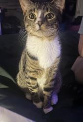 Lost Male Cat last seen Parker-Varney elementary school, Manchester, NH 03102