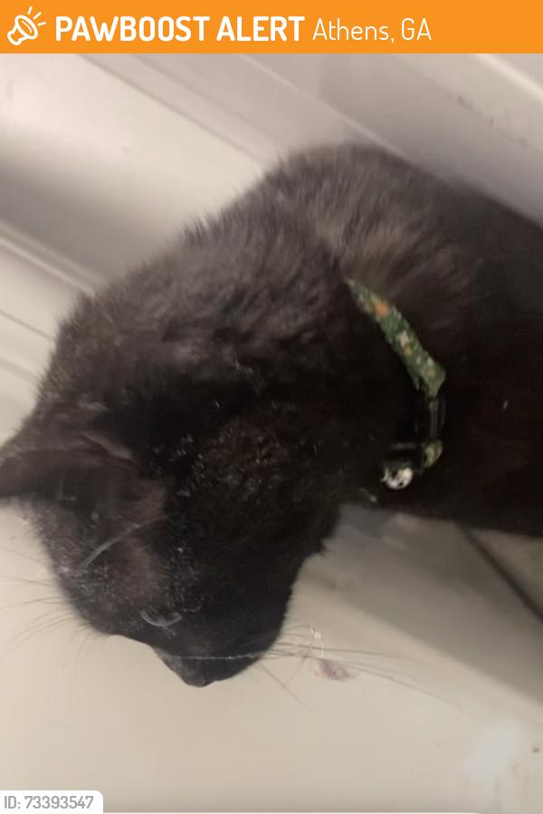 Found/Stray Unknown Cat last seen In park east neighborhood, Athens, GA 30605