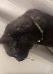 Found/Stray Unknown Cat last seen In park east neighborhood, Athens, GA 30605