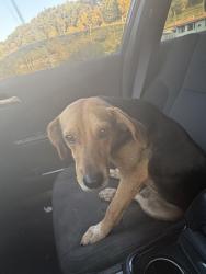 Found/Stray Male Dog last seen Big otter exit, I-79,  15347