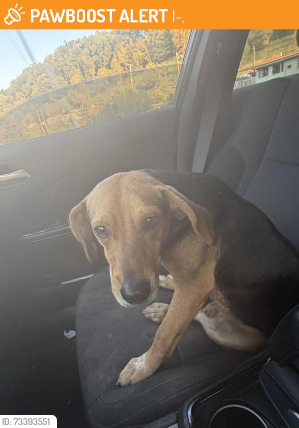 Found/Stray Male Dog last seen Big otter exit, I-79,  15347