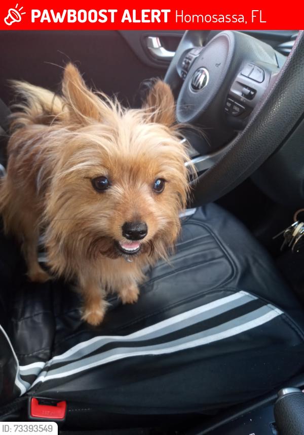 Lost Female Dog last seen Near s westmoreland dr homosassa fl, Homosassa, FL 34448