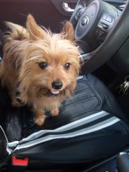 Lost Female Dog last seen Near s westmoreland dr homosassa fl, Homosassa, FL 34448