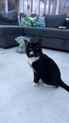 Lost Male Cat last seen Beswick Close, Cheadle, England ST10 1LD