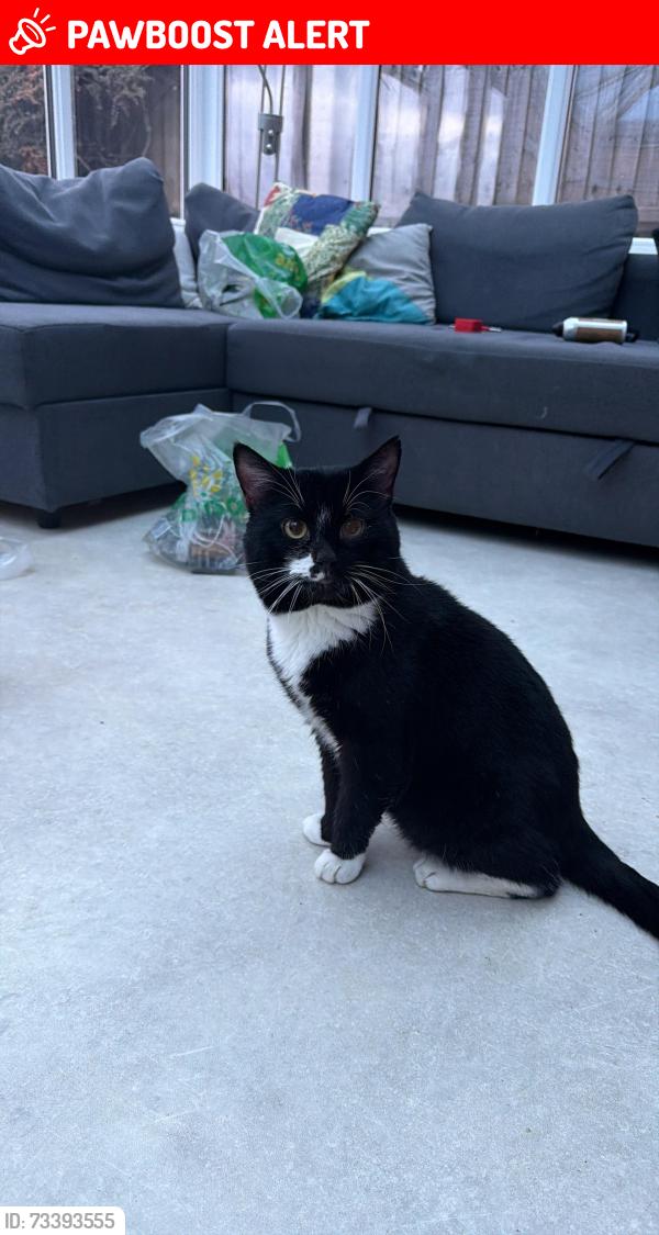 Lost Male Cat last seen Beswick Close, Cheadle, England ST10 1LD