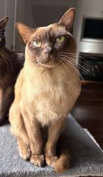 Lost Female Cat last seen Drysdale Rd, Glenwood Rd, Paddy’s Lane, Narre Warren North, VIC 3804