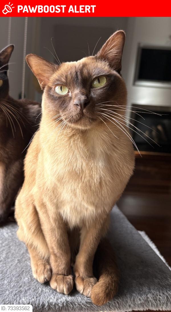 Lost Female Cat last seen Drysdale Rd, Glenwood Rd, Paddy’s Lane, Narre Warren North, VIC 3804