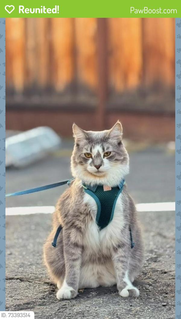 Reunited Male Cat last seen E remington dr, Sunnyvale Saratoga Rd, crescent dr, E Fremont Av., Sunnyvale, CA 94087