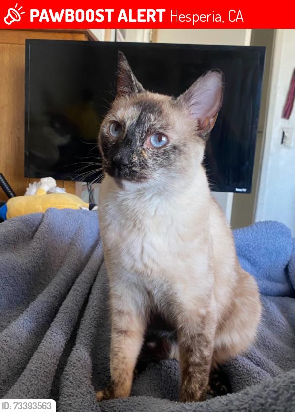 Lost Female Cat last seen Mesquite street 9th ave, Hesperia, CA 92344